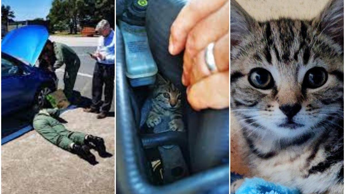 barbat demontat volkswagen golf salvare pisoi anglia inginer aviatie