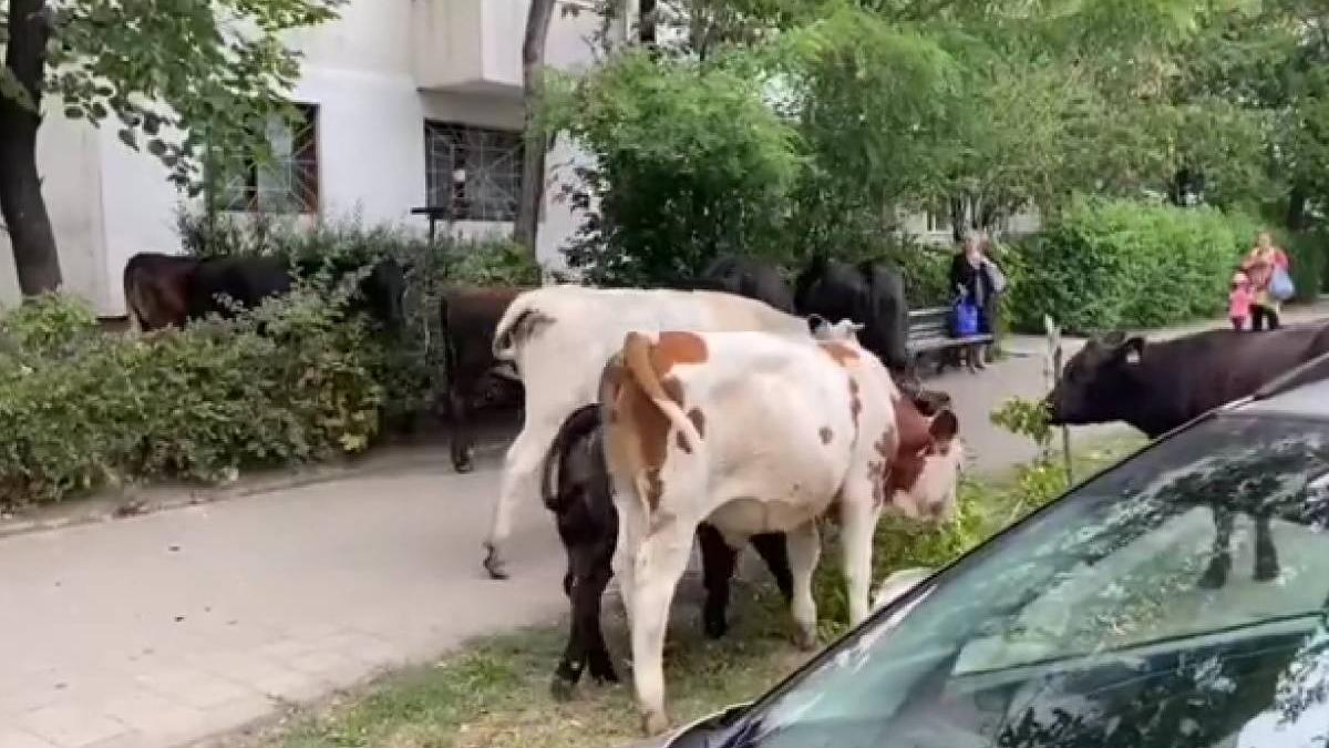 cireada de vaci mananca spatiile verzi iasi