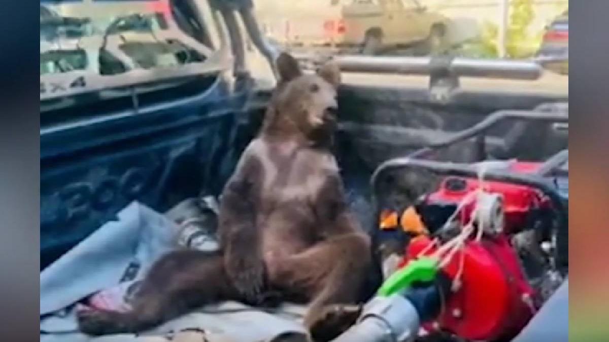 pui urs intoxicat miere halucinogena turcia