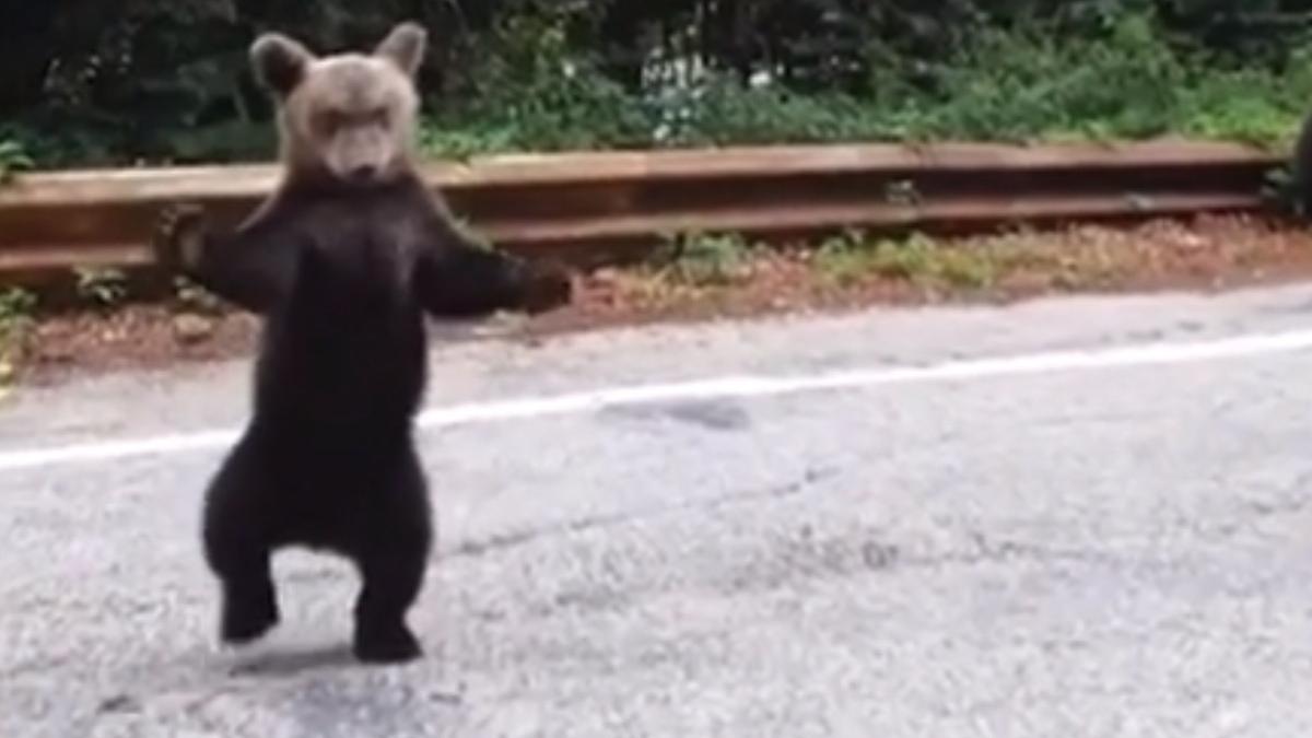 imagini inedite cu puiul de urs care cere imbratisari pe transfagarasan