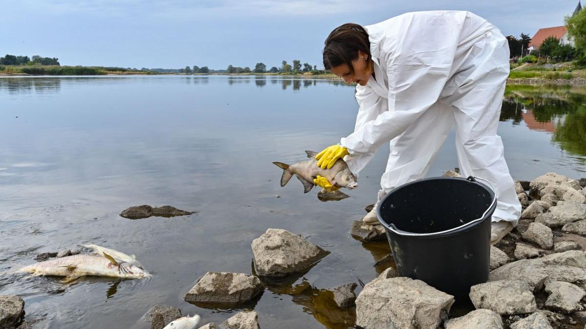pesti morti frontiera germania polonia