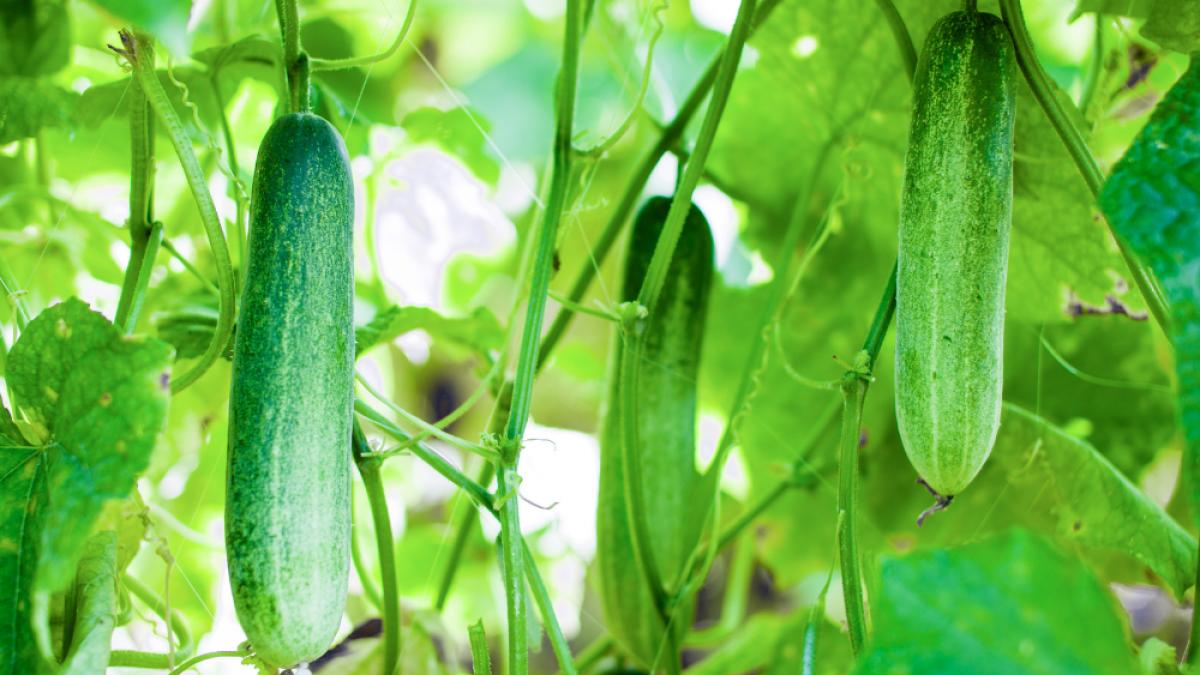 cultura castravetilor plantarea dezvoltarea si ingrijirea acestora