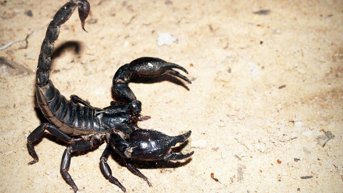 ferma turcia venin scorpioni androctonus turkiyensis