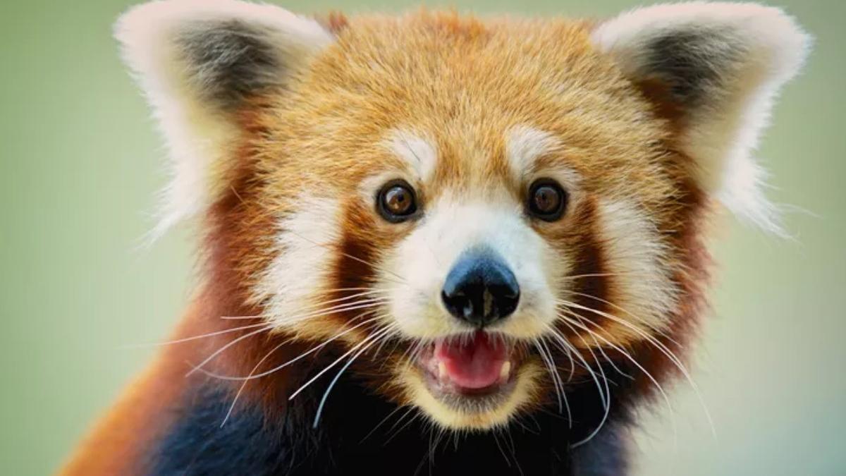 urs panda rosu nascut in marea britanie