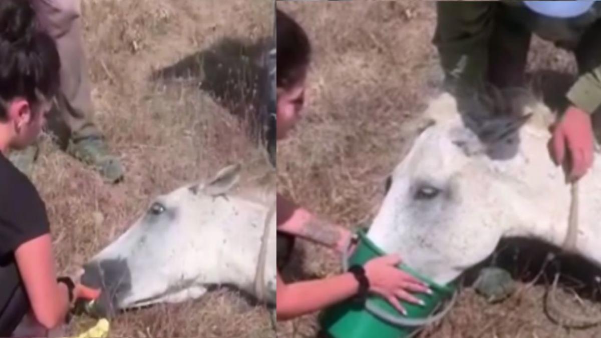 amenda stapan cal ranit constanta camp