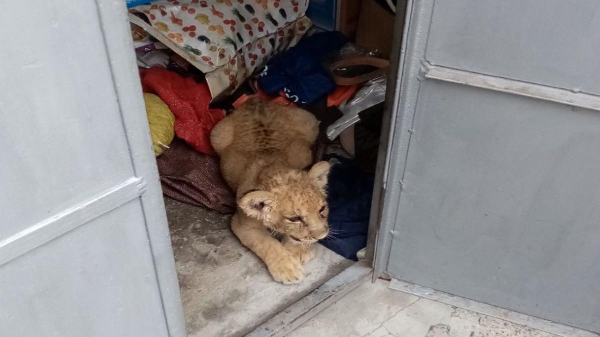 pui de leu gasit garaj barbat radauti