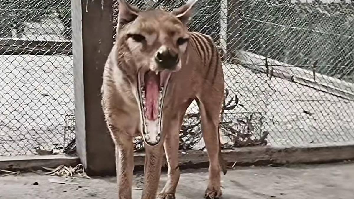 specie rara tigru disparuta un secol readusa viata