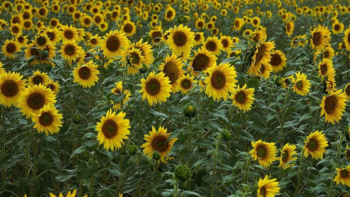 dosar penal furt masiv ferma ialomita hoti floarea soarelui