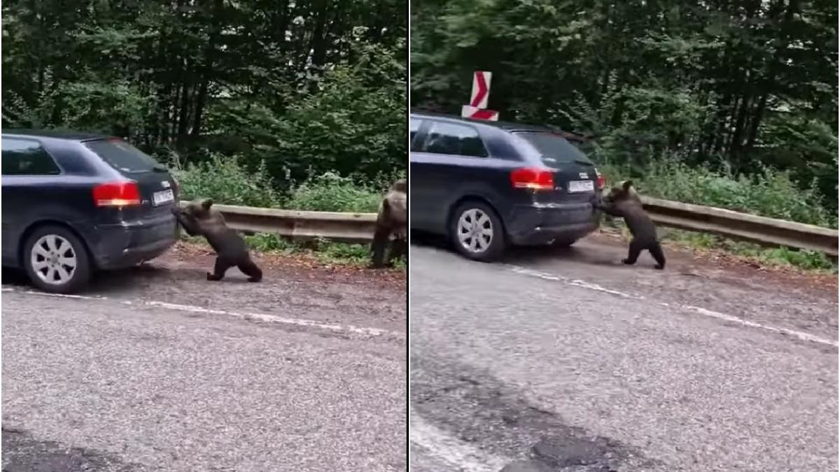 pui de urs impinge masina transfagarasan