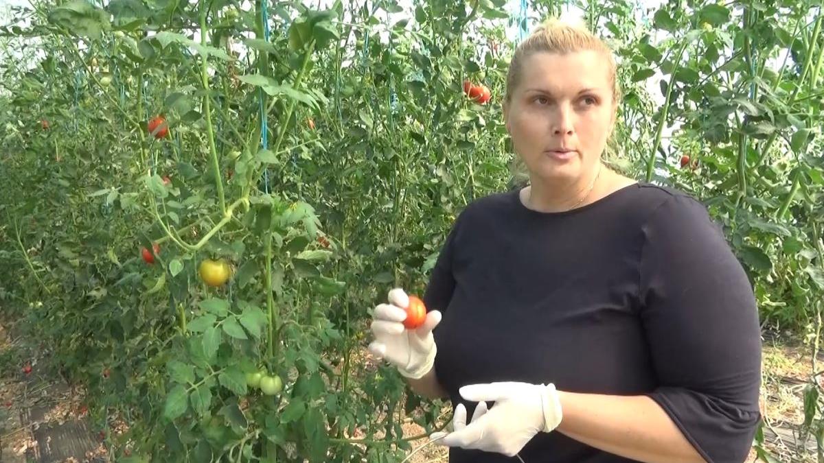 romanca dat lovitura internet rosii sere berzovia caras severin