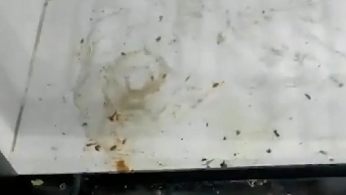 restaurant fite giurgiu inchis anpc gandaci muste produse expirate