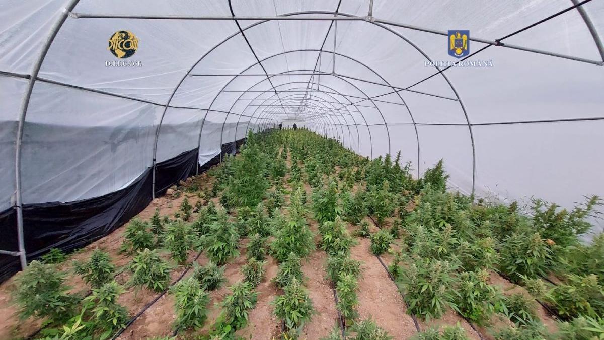 canabis cultivat sere 60000 metri patrati munti bihor