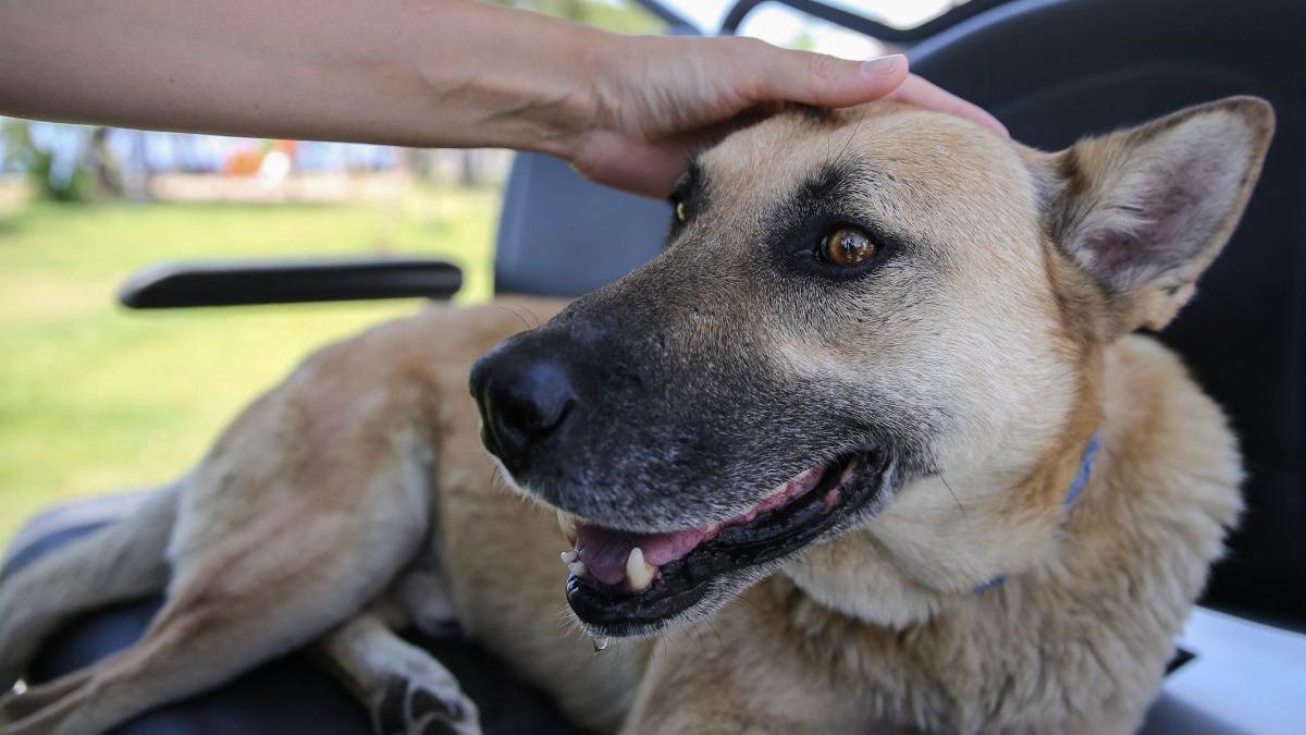 lectie caine strada curtea de arges prieten adevarat