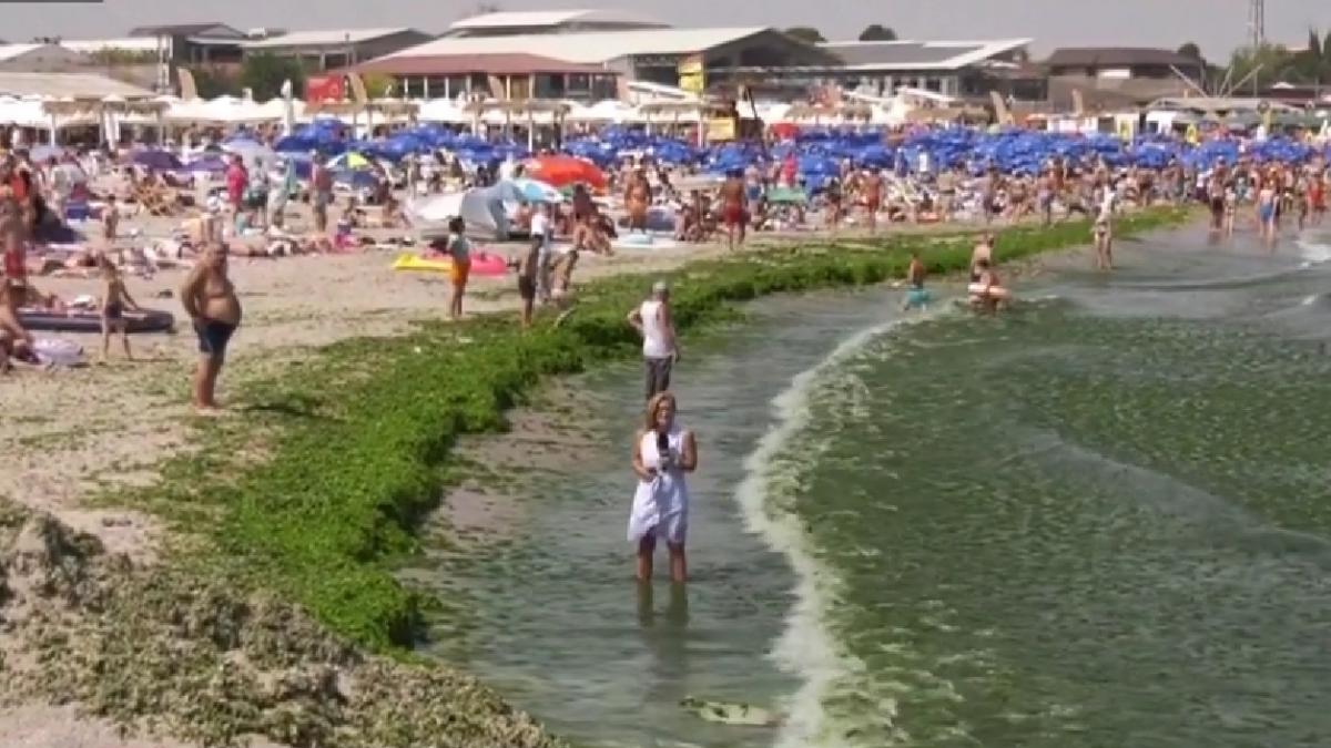 invazie alge malul marii turisti costinesti nevoiti indure miros neplacut