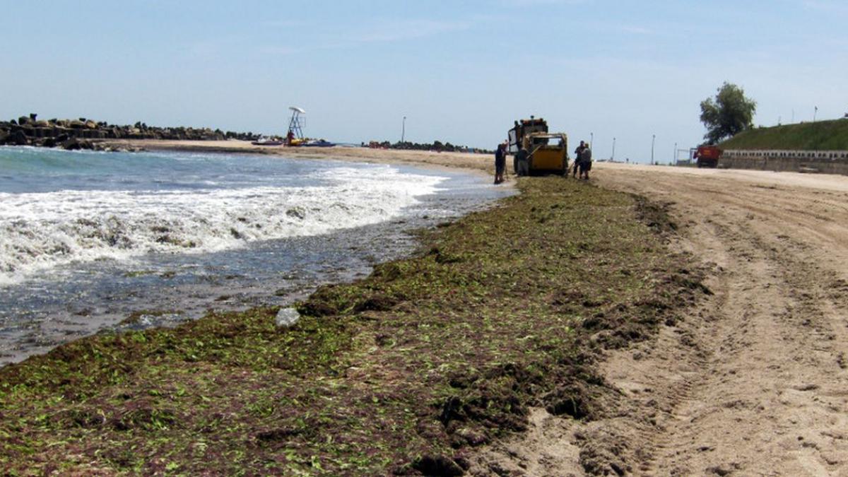 alge marine litoral romania luna august