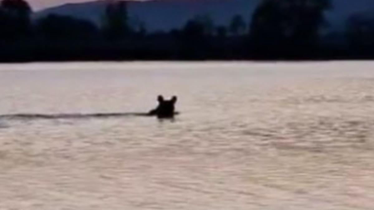 urs inoata raul olt zona pescuit