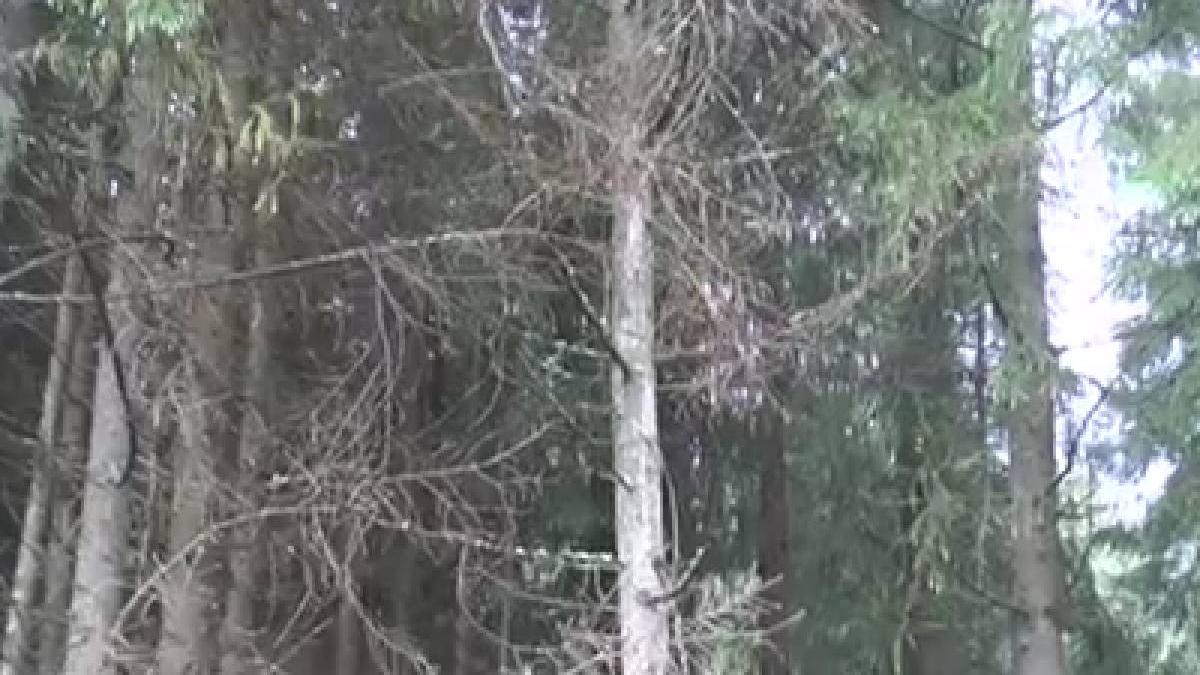 paduri parcul natural apuseni gandaci