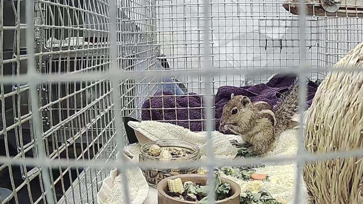 veverita calatorit mii kilometri ocean 3 saptamani india pana in anglia