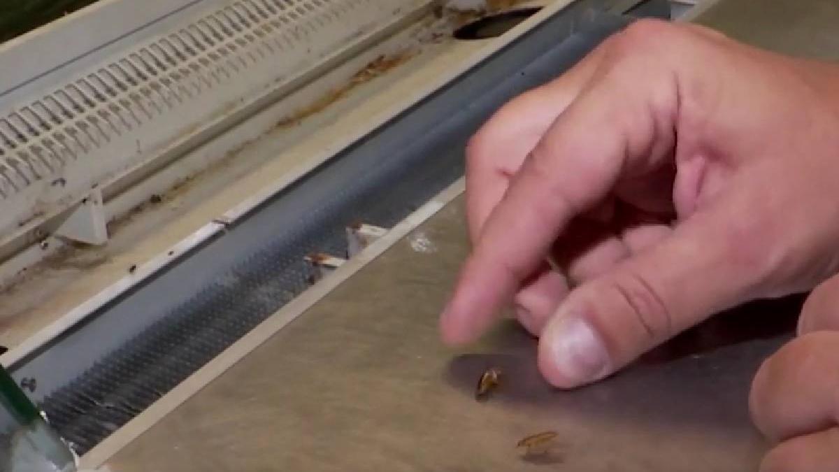 gandaci produse expirate piete timisoara anpc