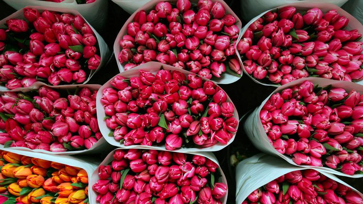 criza lalele olanda scumpire gaze