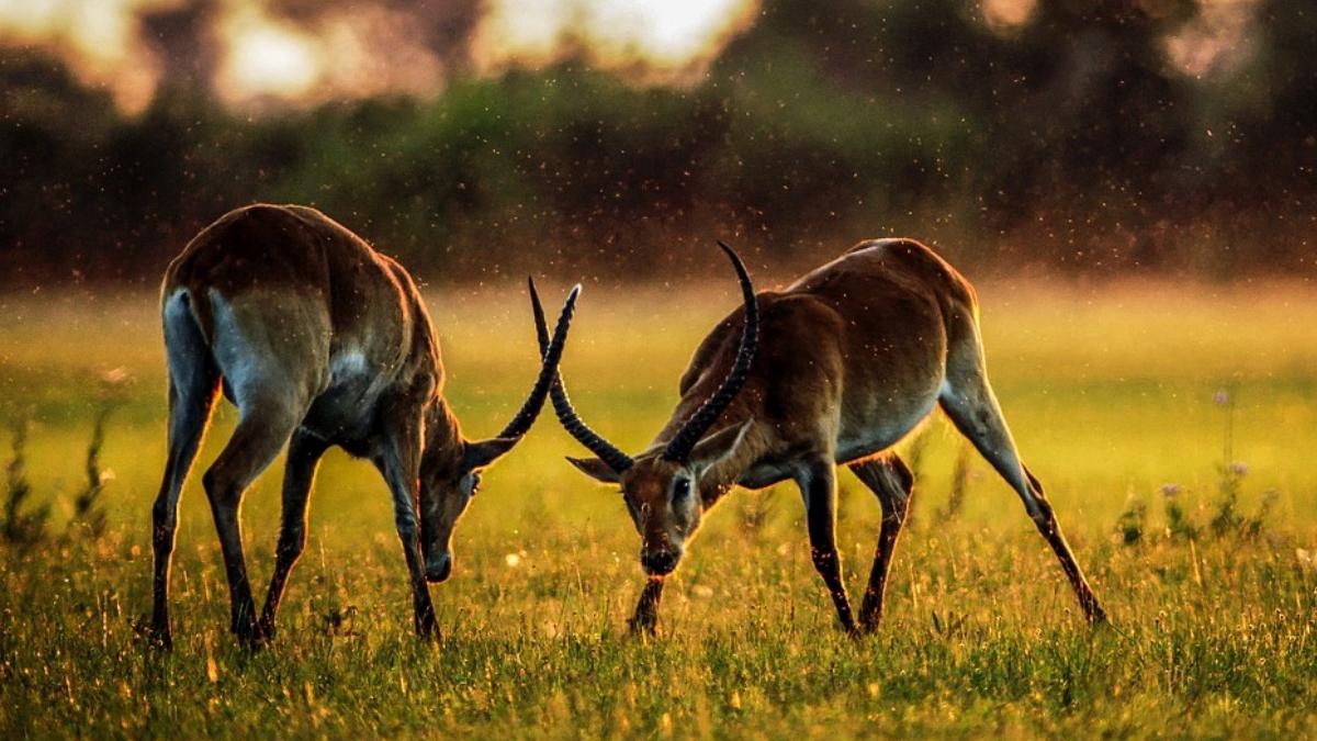 roman ucis antilopa suedia impuns cu coarnele