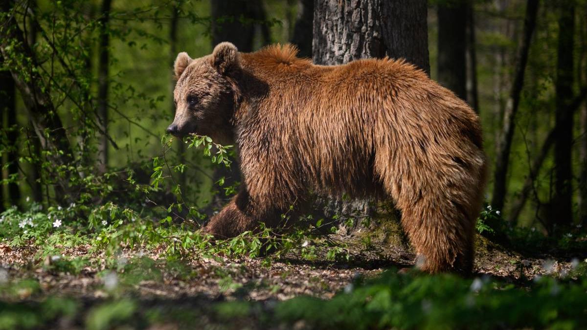 barbat atacat de urs nemertea buzau