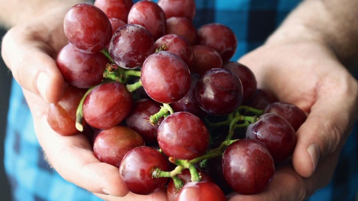 cat castiga un zilier la cules de struguri banii ii primesc la sfarsit de saptamana