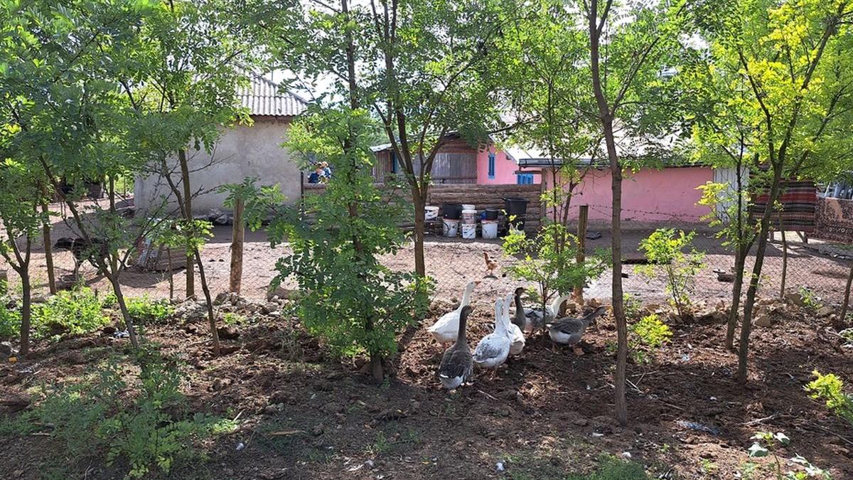 comuna draguseni botosani case gratis pentru tineri