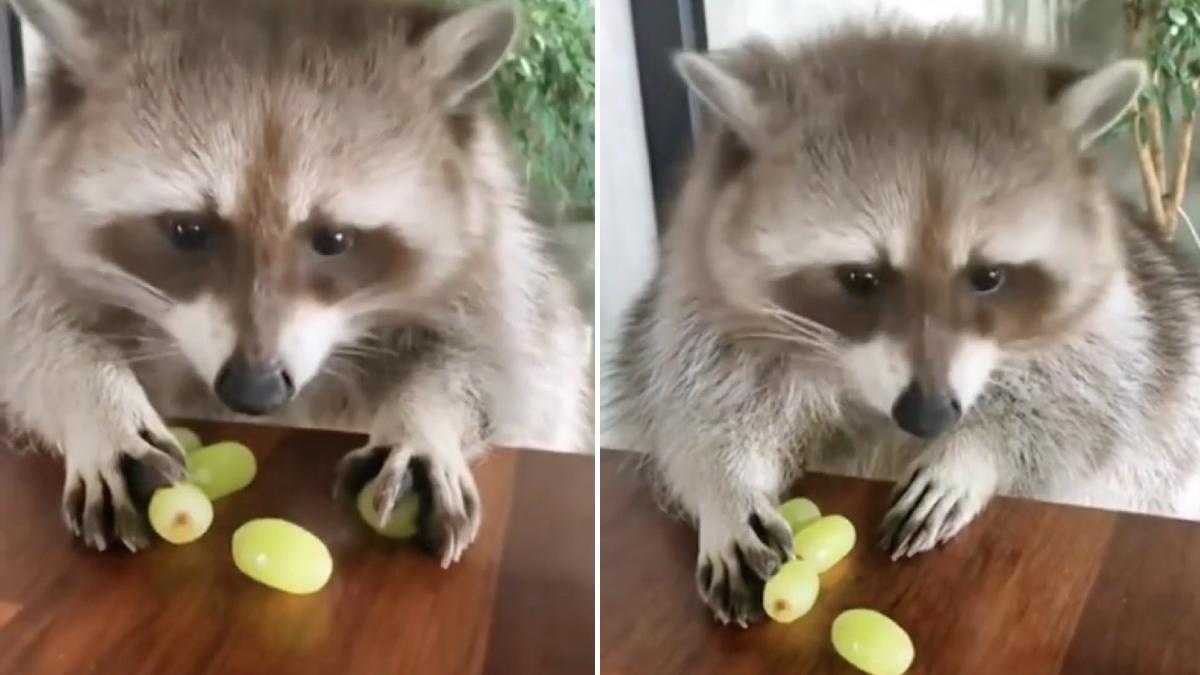 reactie raton stapan incearca sa fure mancare viral