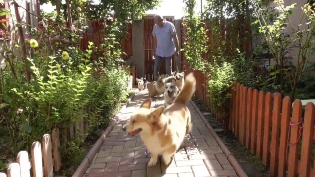 au crescut comenzi catei corgi preferati regina elisabeta crescator romania legenda rasa