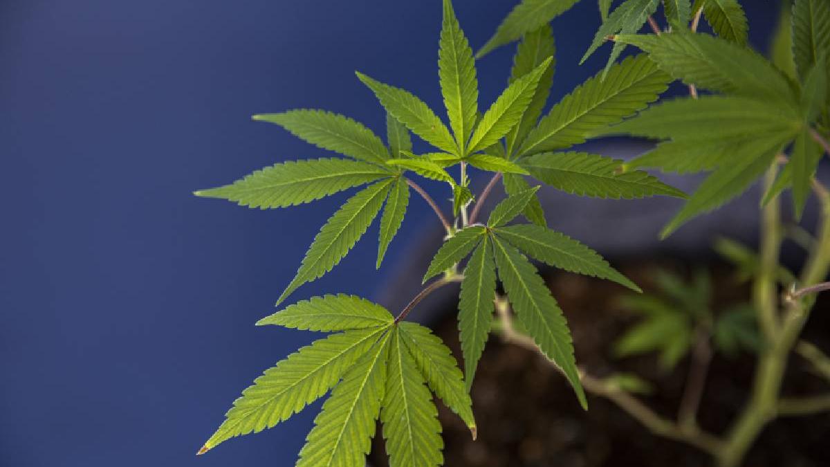 prahovean trafic de droguri canabis israel telegrass