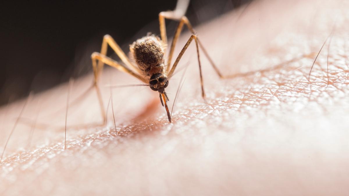 virus west nile romania cazuri infectie