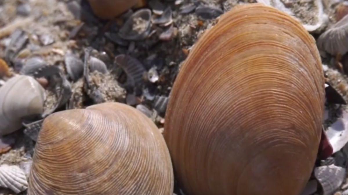 specie soici cale de disparitie innisipare plaja