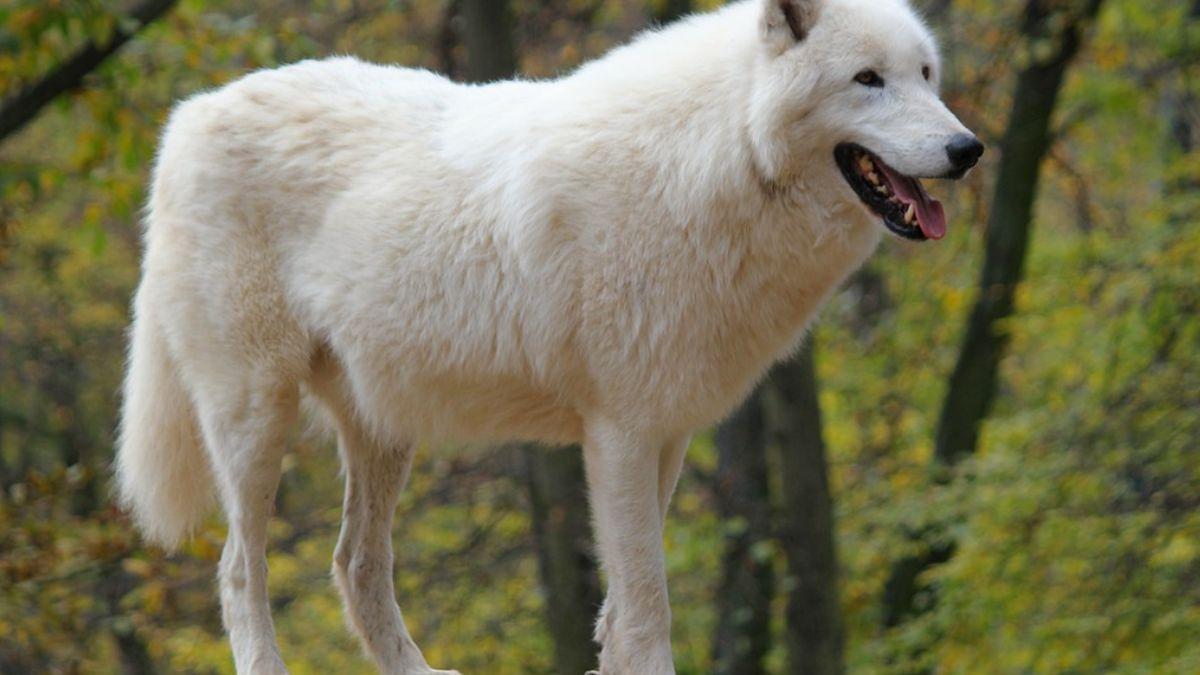 china clona lup arctic polar