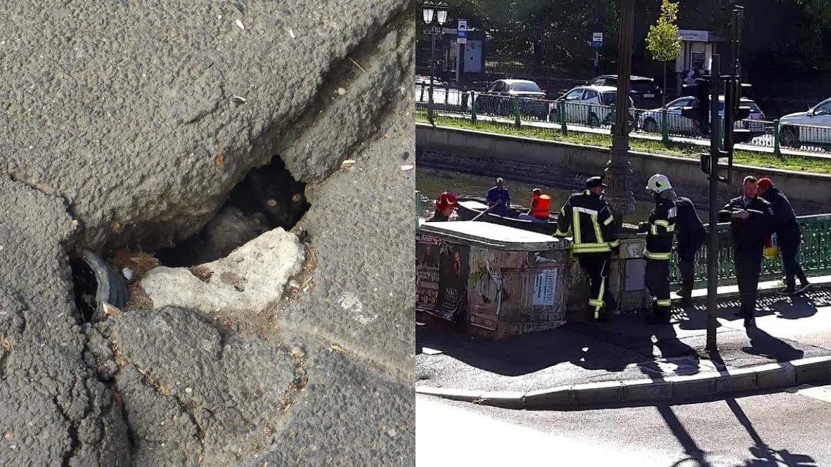 pisica asfaltata planseu pod izvor bucuresti salvata dupa 5 zile captivitate