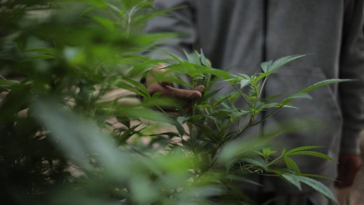 plantatie canabis manastire grecia