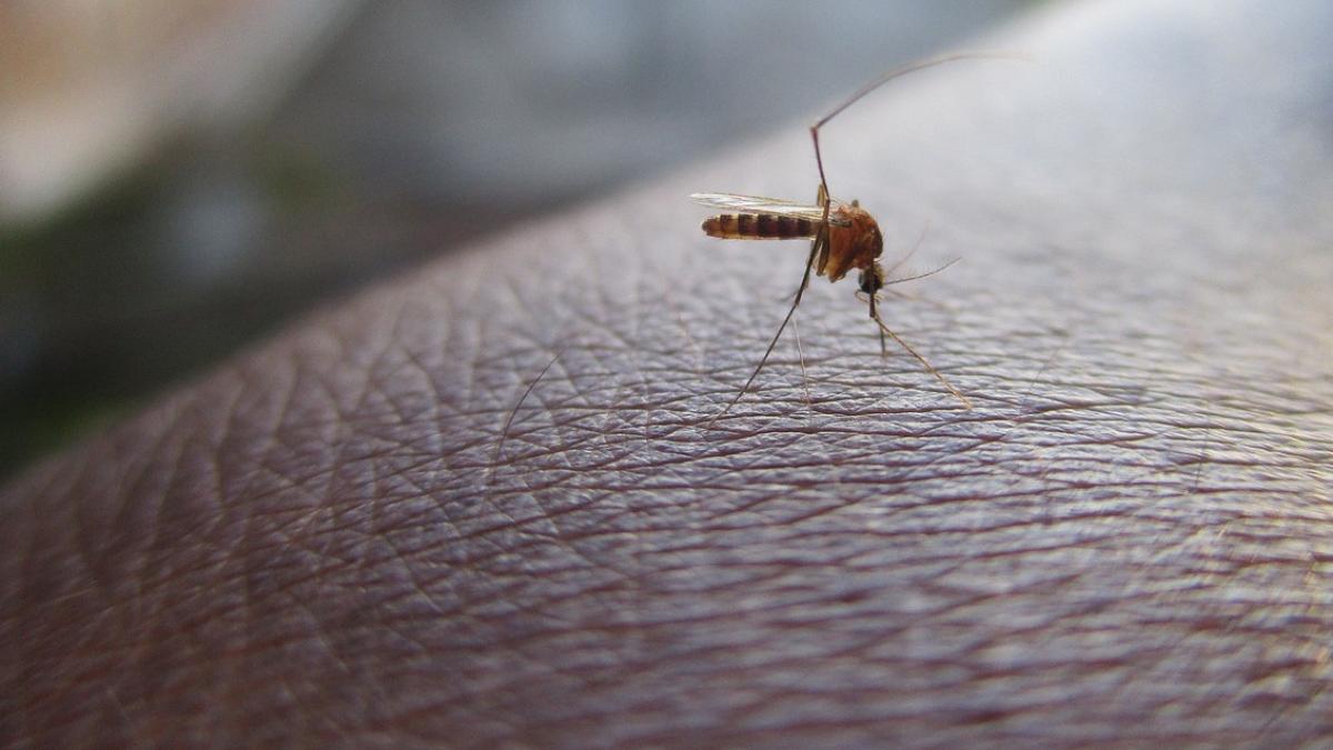 42 romani infectati virus west nile ultimele trei luni 4 au murit