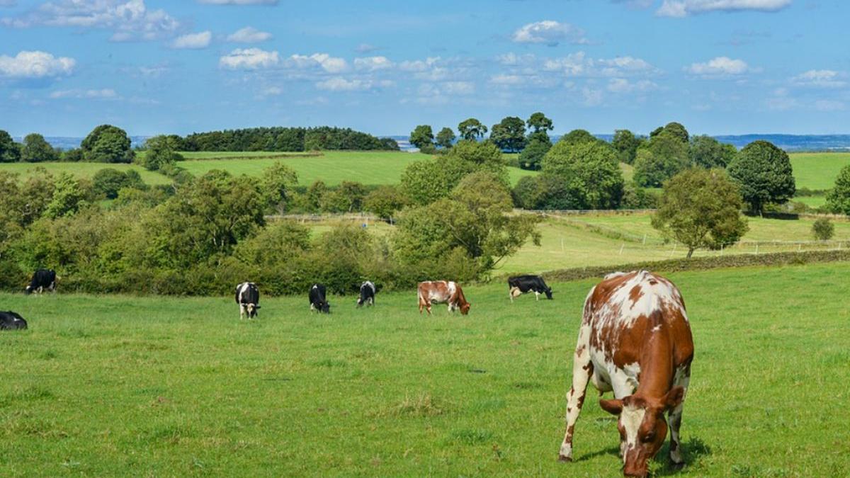 ajutor crescatori animale anunt premier ciuca