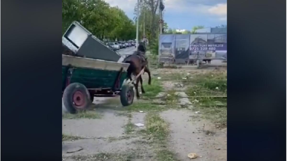 caruta masini politie timisoara