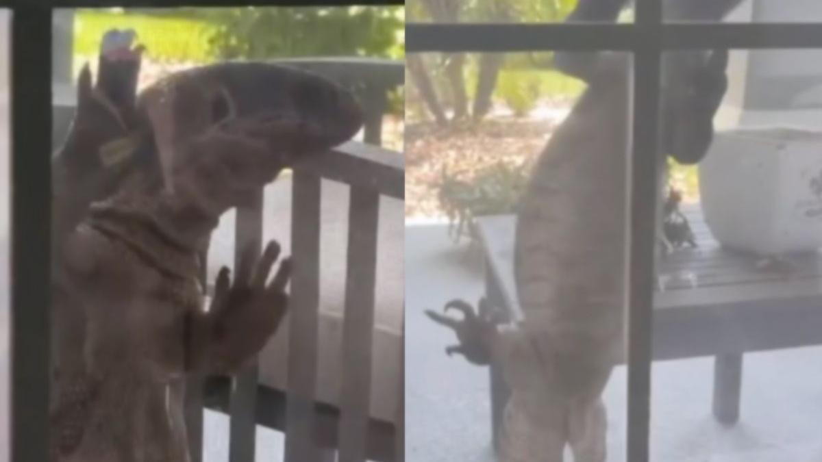 soparla filmata casa godzilla florida