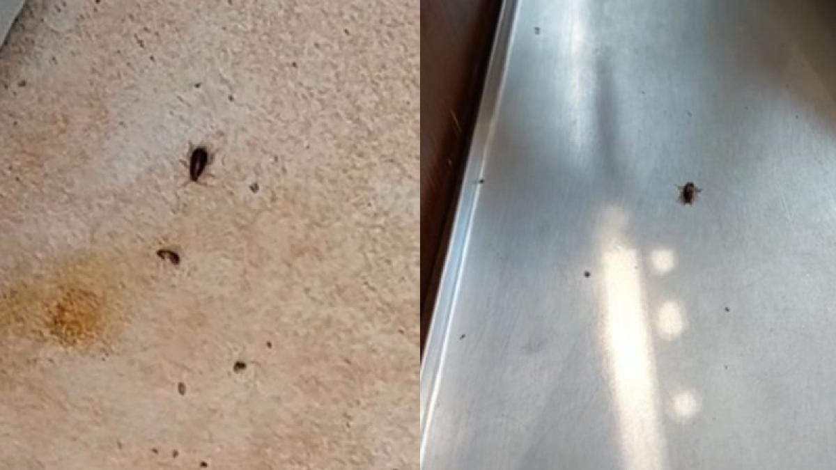 gandaci brutarie campia turzii anpc amenzi 20 000 lei