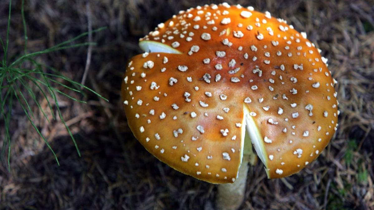 romani terapie intensiva ciuperci padure otravitoarea marginea drumului