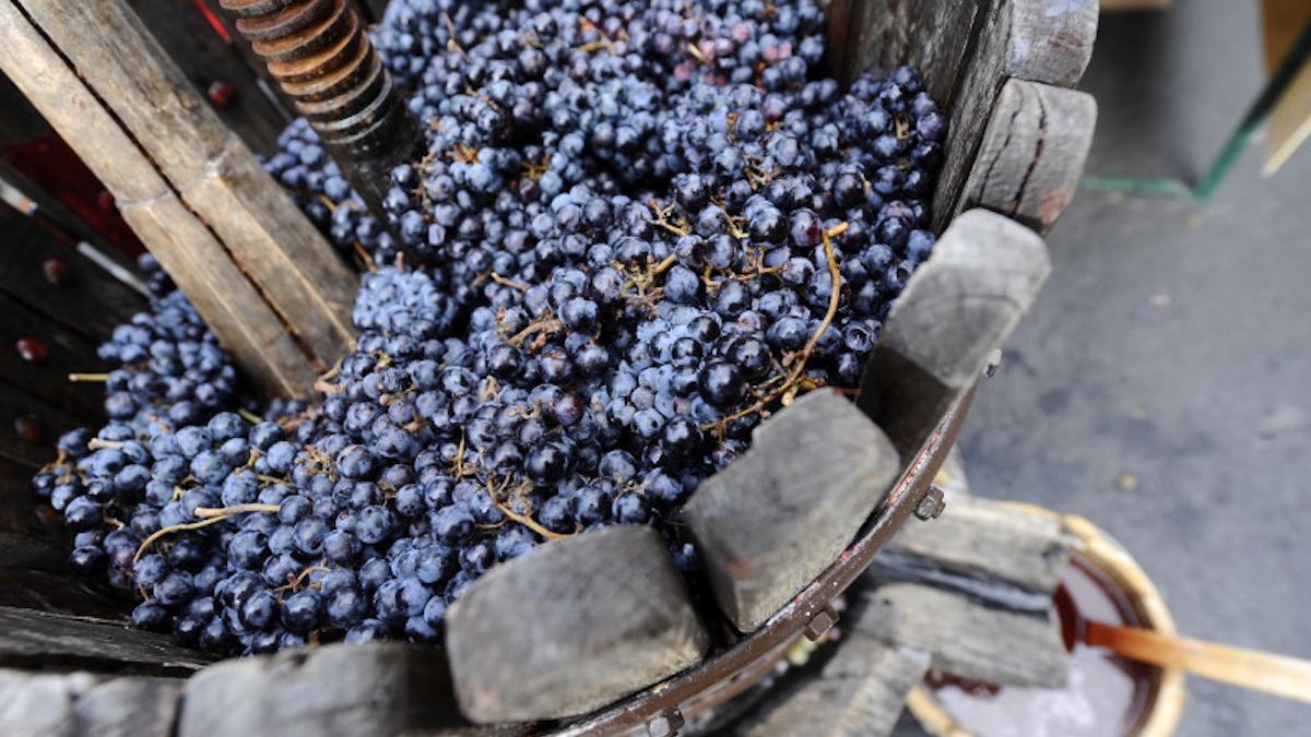 mustul poate ucide devine pericol bautura toamnei