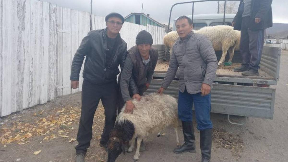 oaie cartofi schimb barbat mobilizat razboi rusia