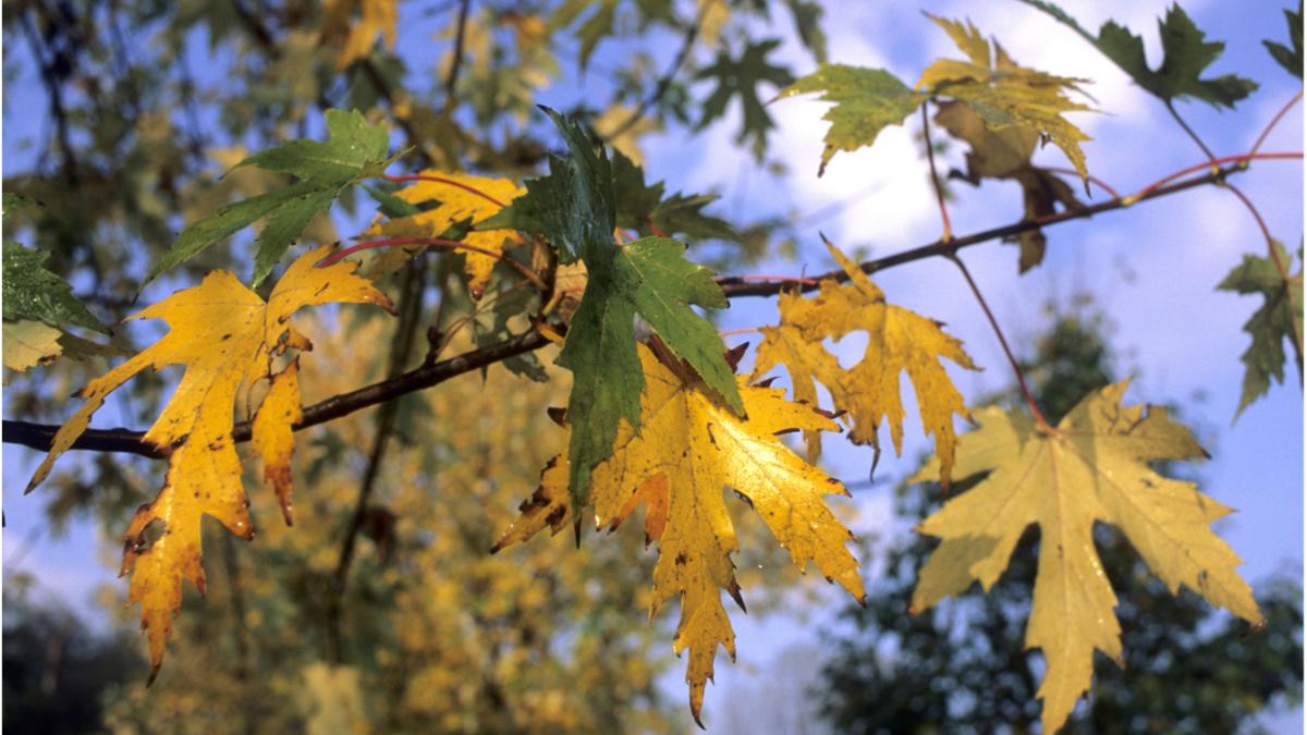 temperaturi ploi fulgere vremea prognoza meteo bucuresti