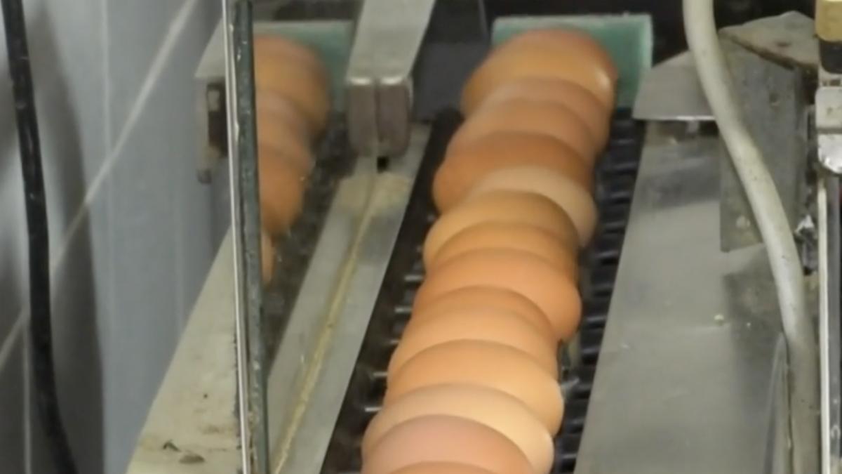 cresteri preturi energie lovesc industria zootehnica costa ou