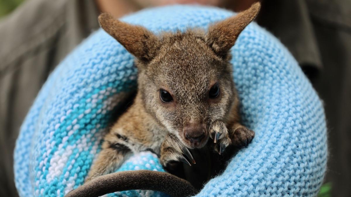 austratia 15 noi specii amenintate disparitia wallaby