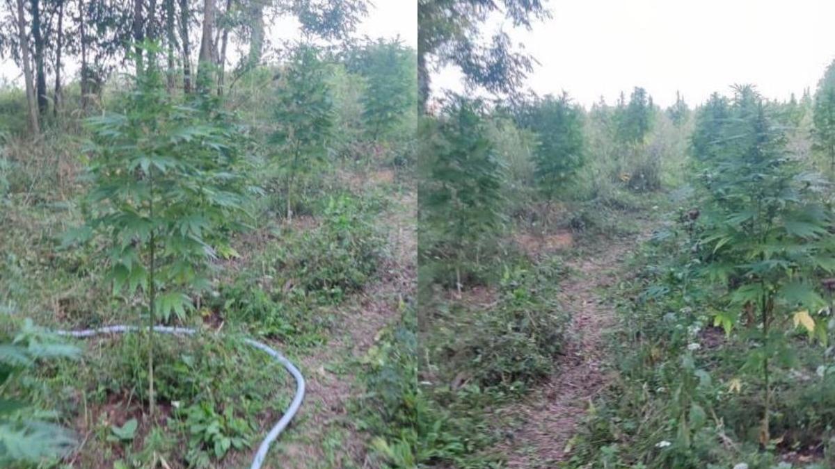 aradeni prinsi culegeau canabis plantatie 2 000 metri patrati