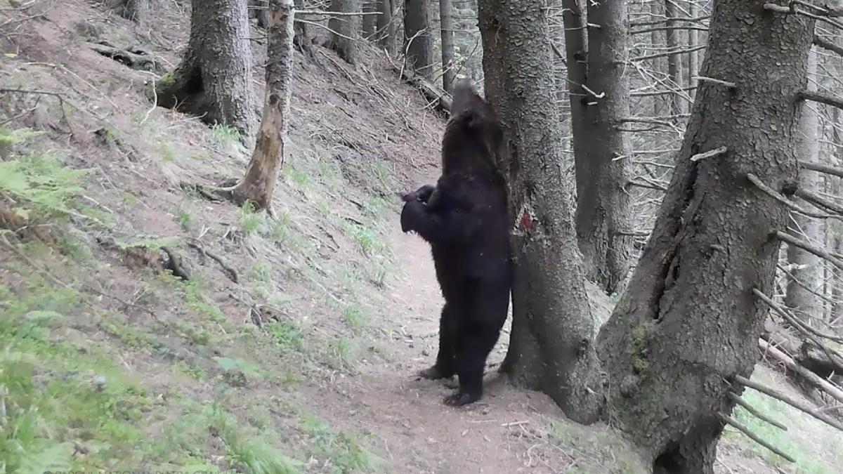 momente amuzante baloo piatra craiului urs scarpina scoarta copac
