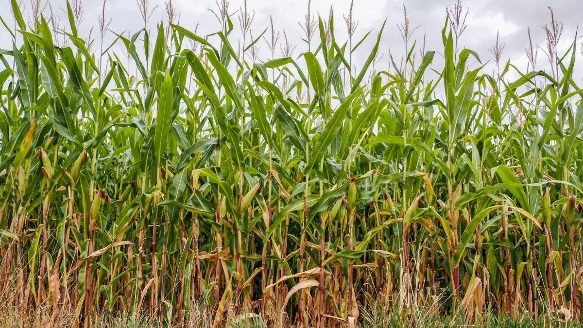 fermier botosani pradat hoti furat porumb trei hectare